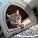 Oh no, otra historia emocional sobre mi gato | Defector