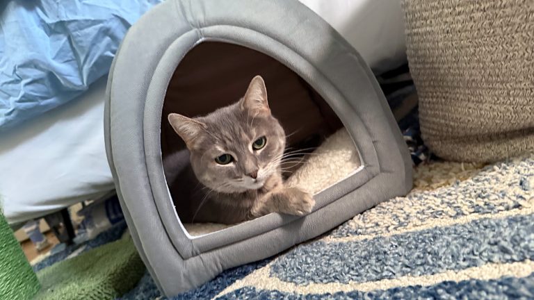 Oh no, otra historia emocional sobre mi gato | Defector