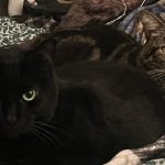 Conoce a Chuck y Purrle, nuevos miembros de la familia Defector Pet