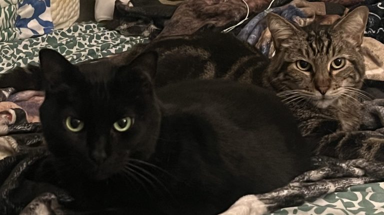 Conoce a Chuck y Purrle, nuevos miembros de la familia Defector Pet