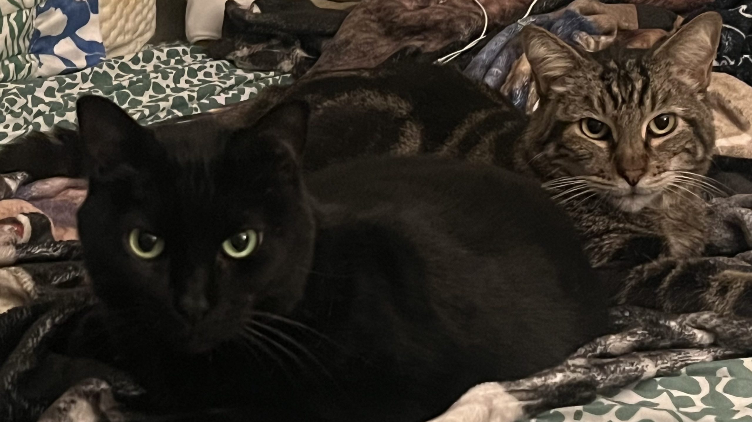 Conoce a Chuck y Purrle, nuevos miembros de la familia Defector Pet