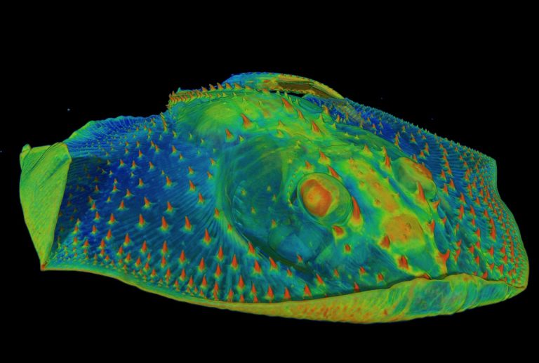Origen del chiste ‘Tooth Hurty’ en peces antiguos blindados
